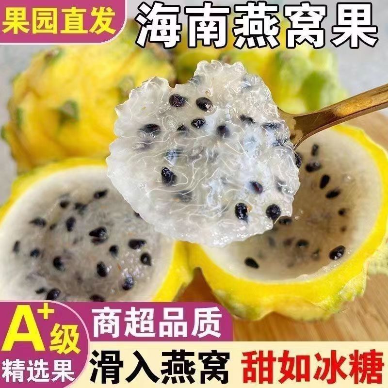【爆款推荐】海南山野燕窝果麒麟果黄色皮火龙果热带特产新鲜水果