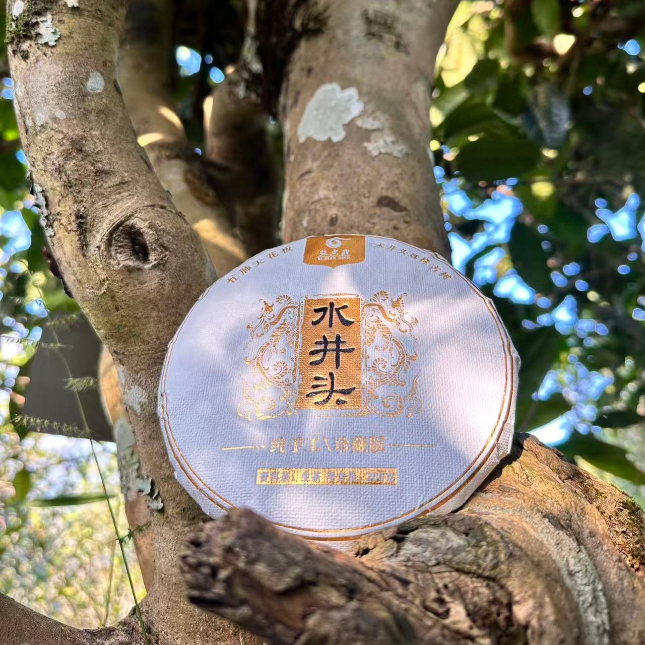 2025年忙肺水井头选株古树秋茶（普洱生茶）