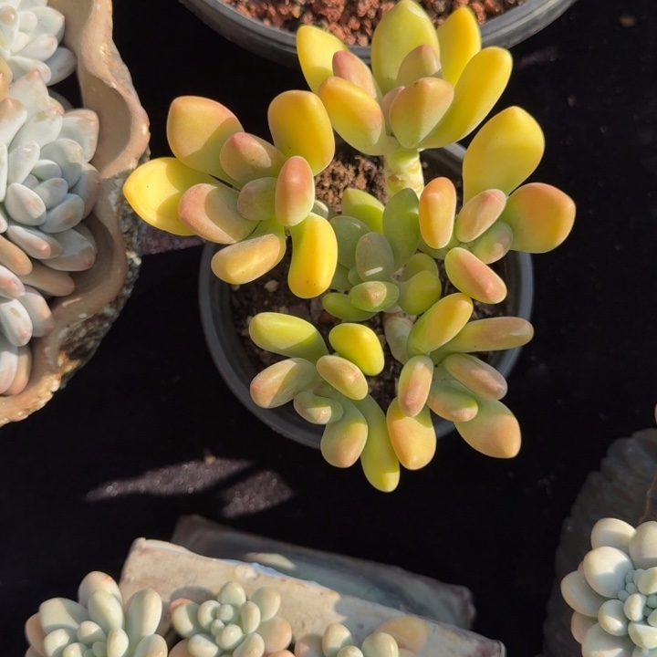 巴***房12厘米左右一物一拍的多肉植物