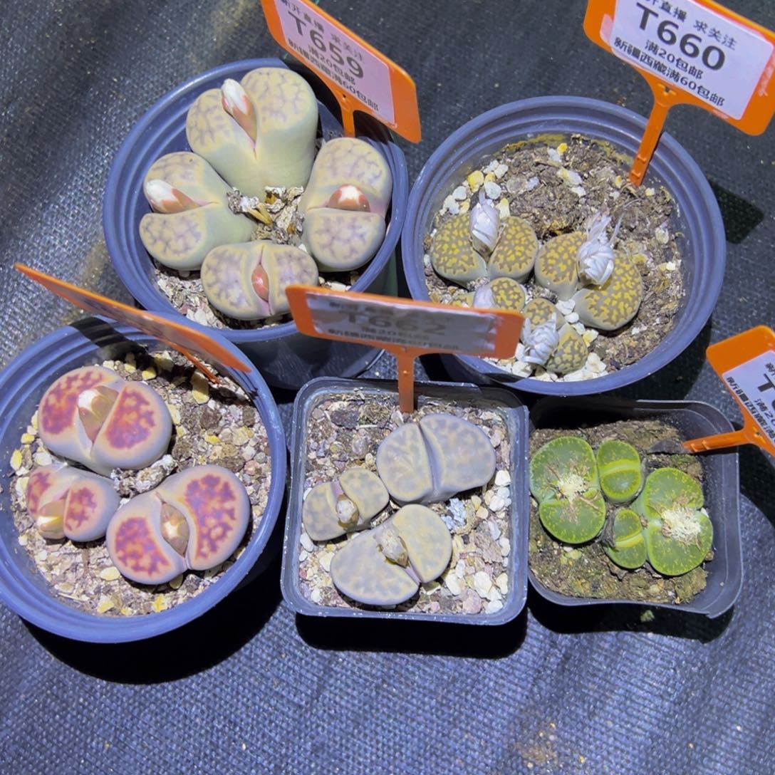 时***贼659到664 一物一拍，默认有伤，介意勿拍，不退不换