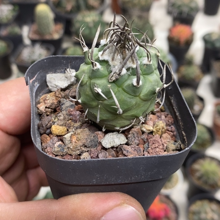 实生升云龙特价包邮