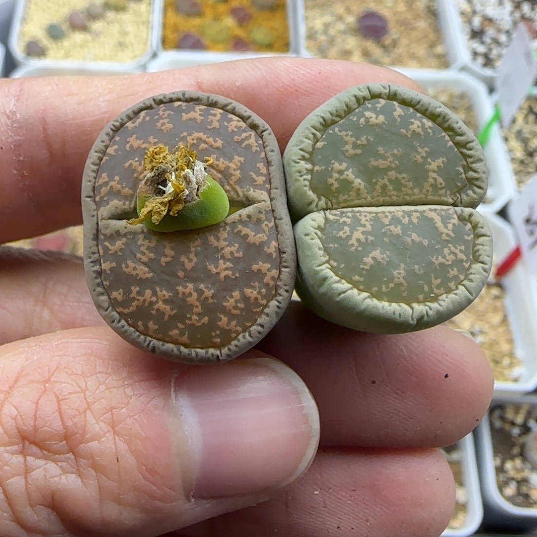 303金伯利清框福利30包邮