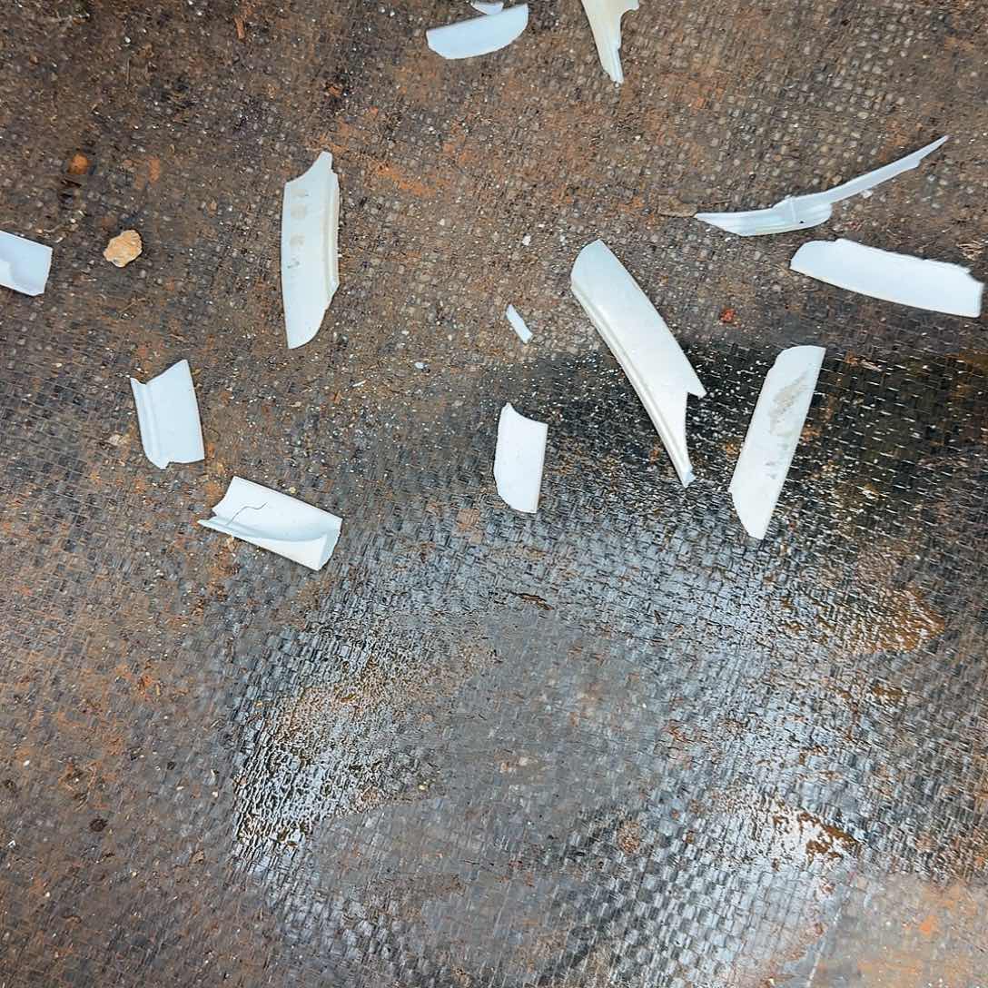 福利盲盒多肉植物