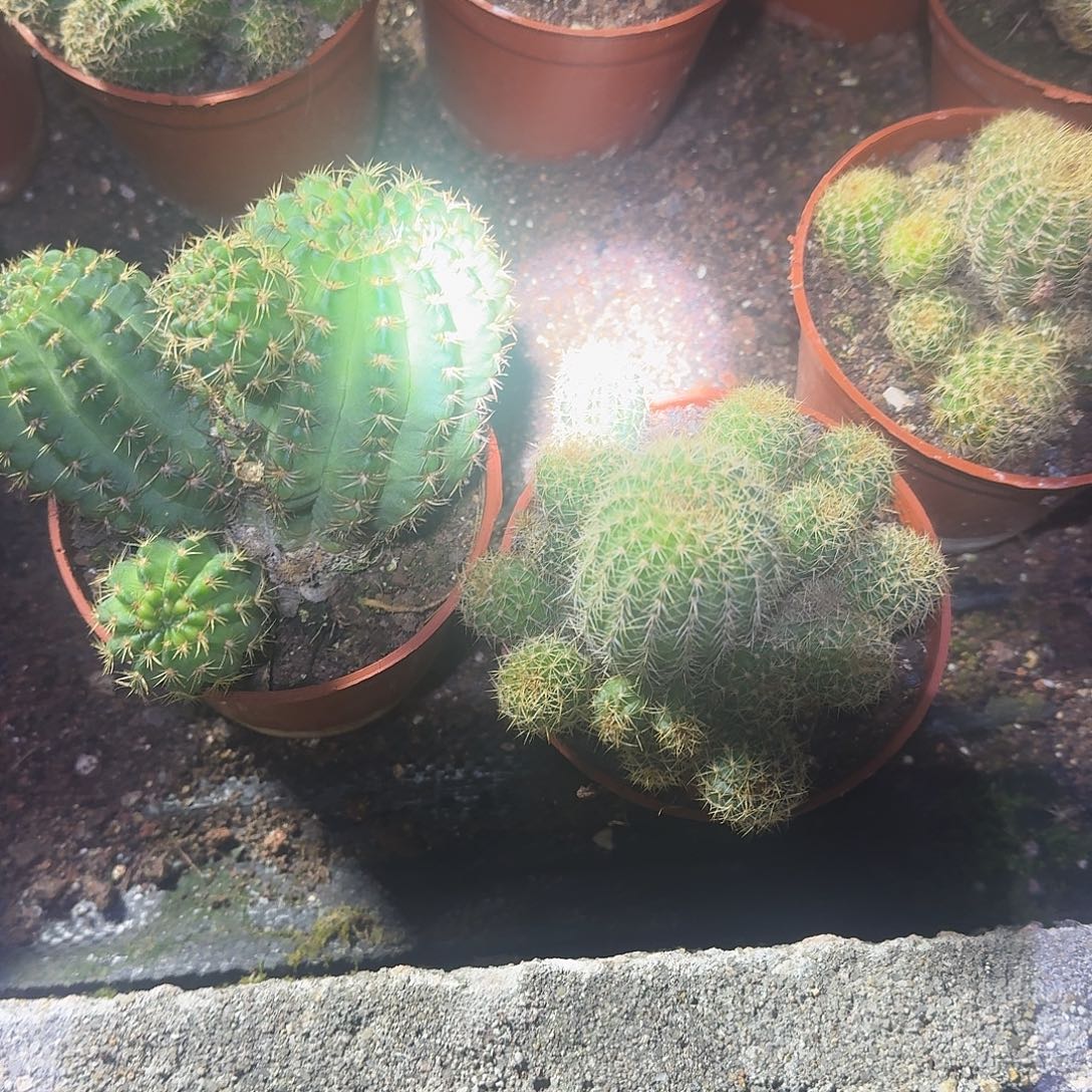 J***.全部花朵丽花哈哈哈哈哈哈哈