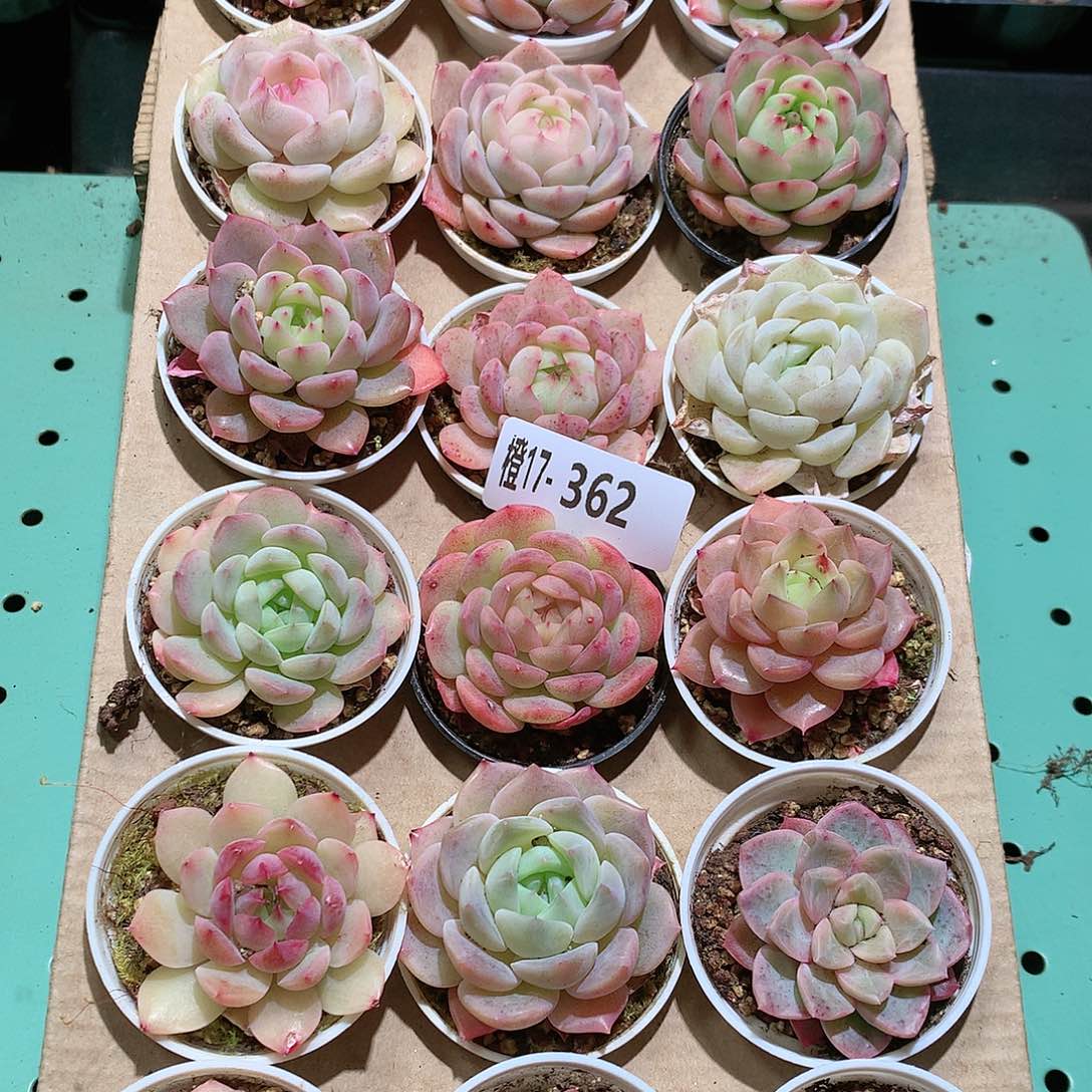 17-362一物一拍带盆18颗