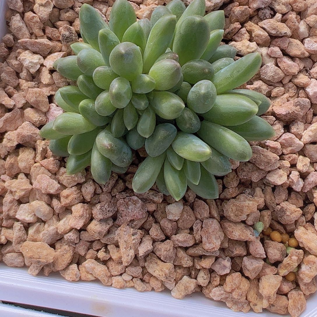 蒂尔曼自然群111111