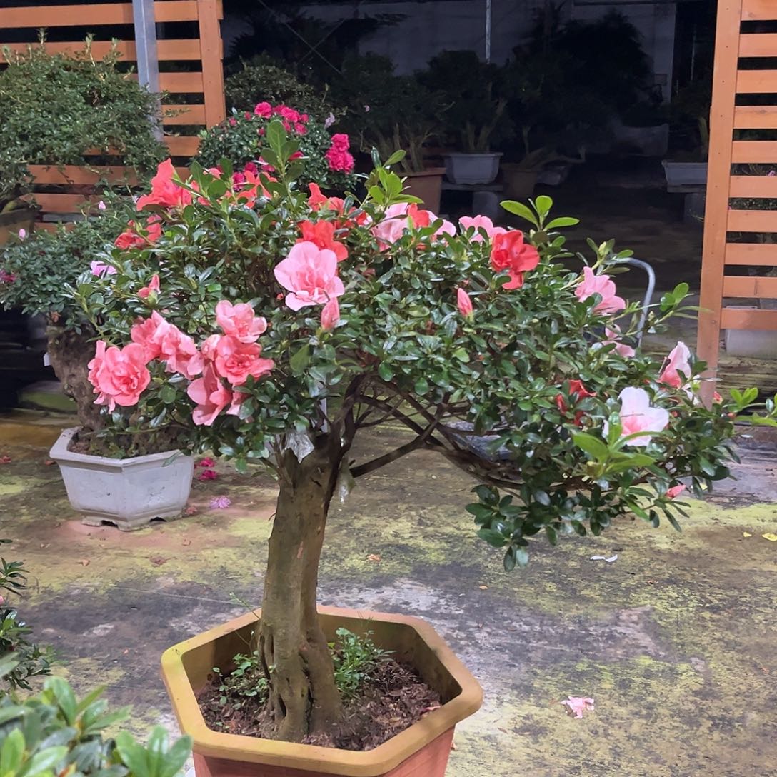 少量花朵（建议范围：2朵-5朵 或40%以下）杜鹃老桩，杜鹃盆景