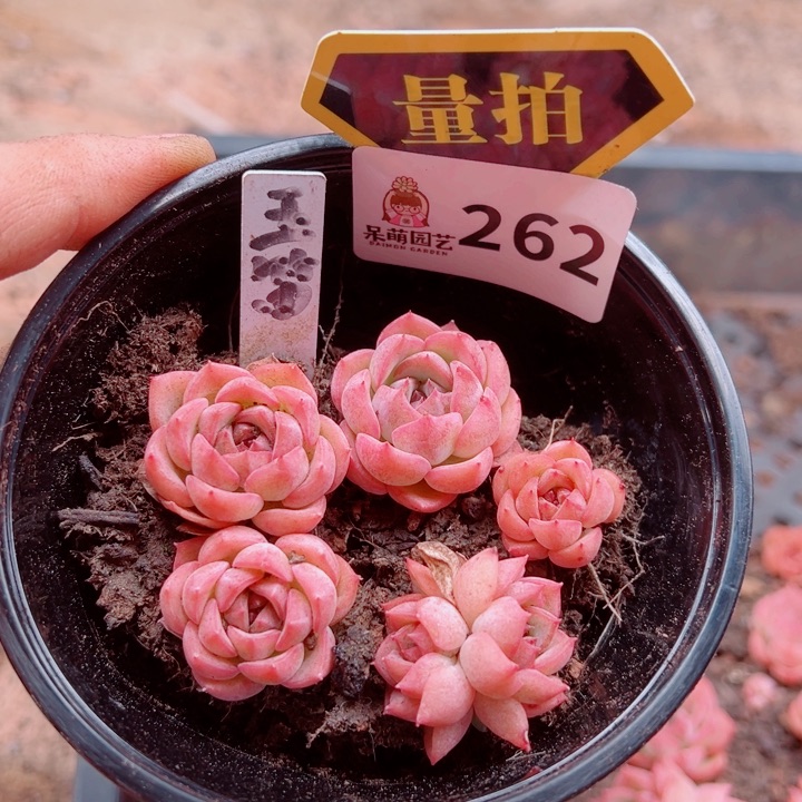 多肉植物多肉植物