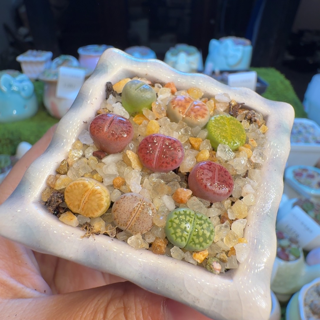 多肉开播福利冲1302