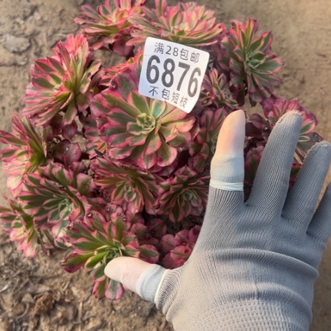 笑***妈粉铜多肉植物法师6876