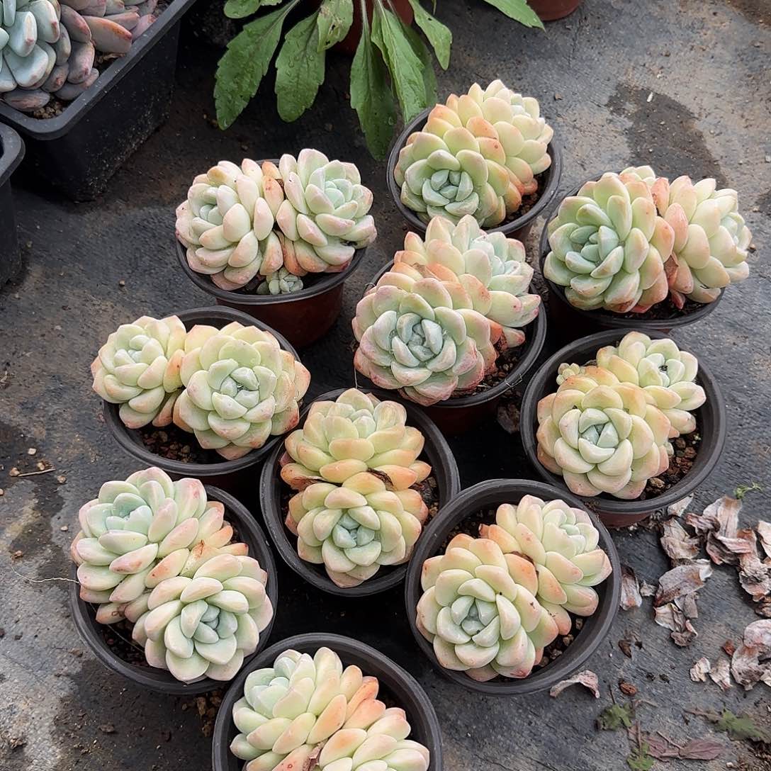 冰玉老桩十棵一物一拍