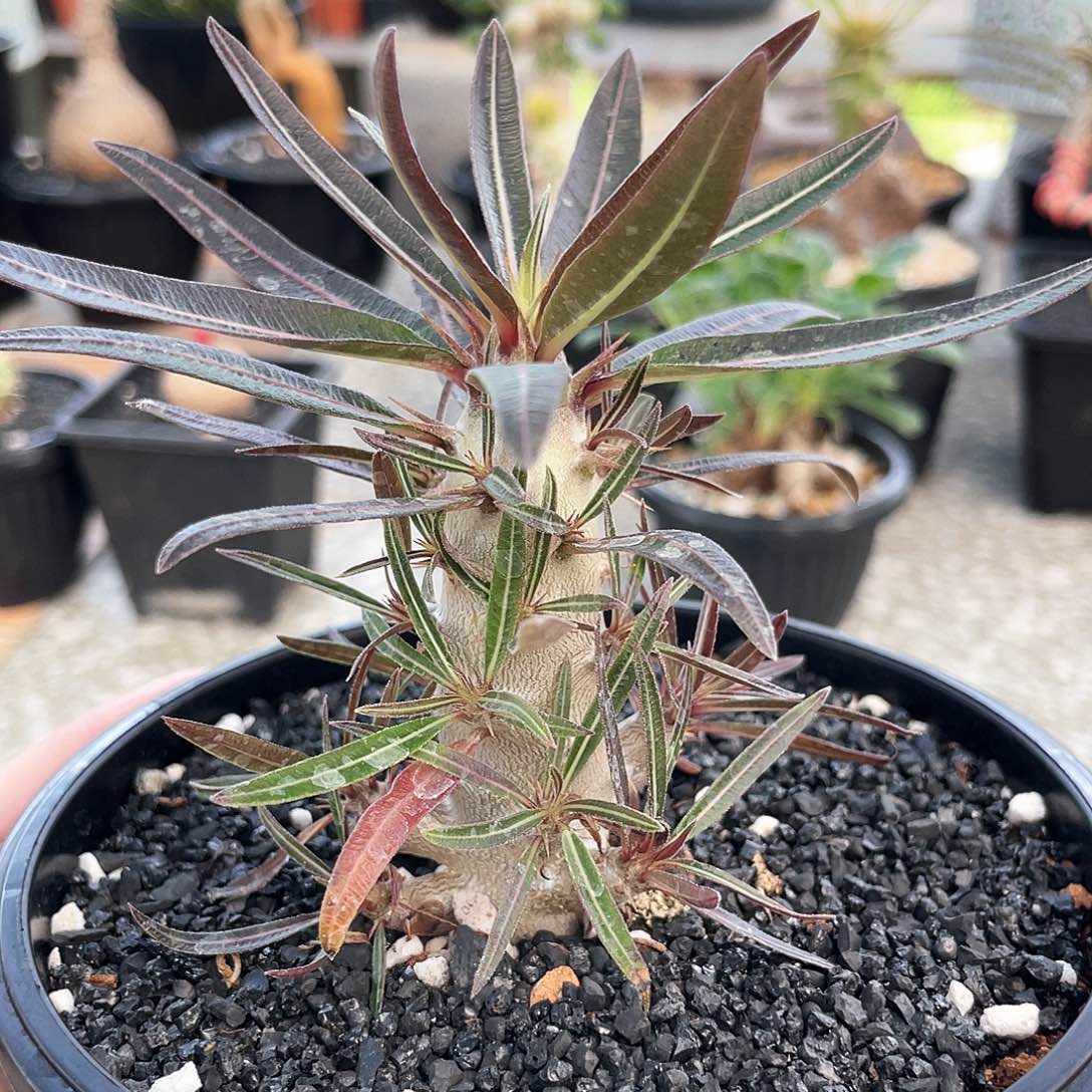 6666666666666666666666666