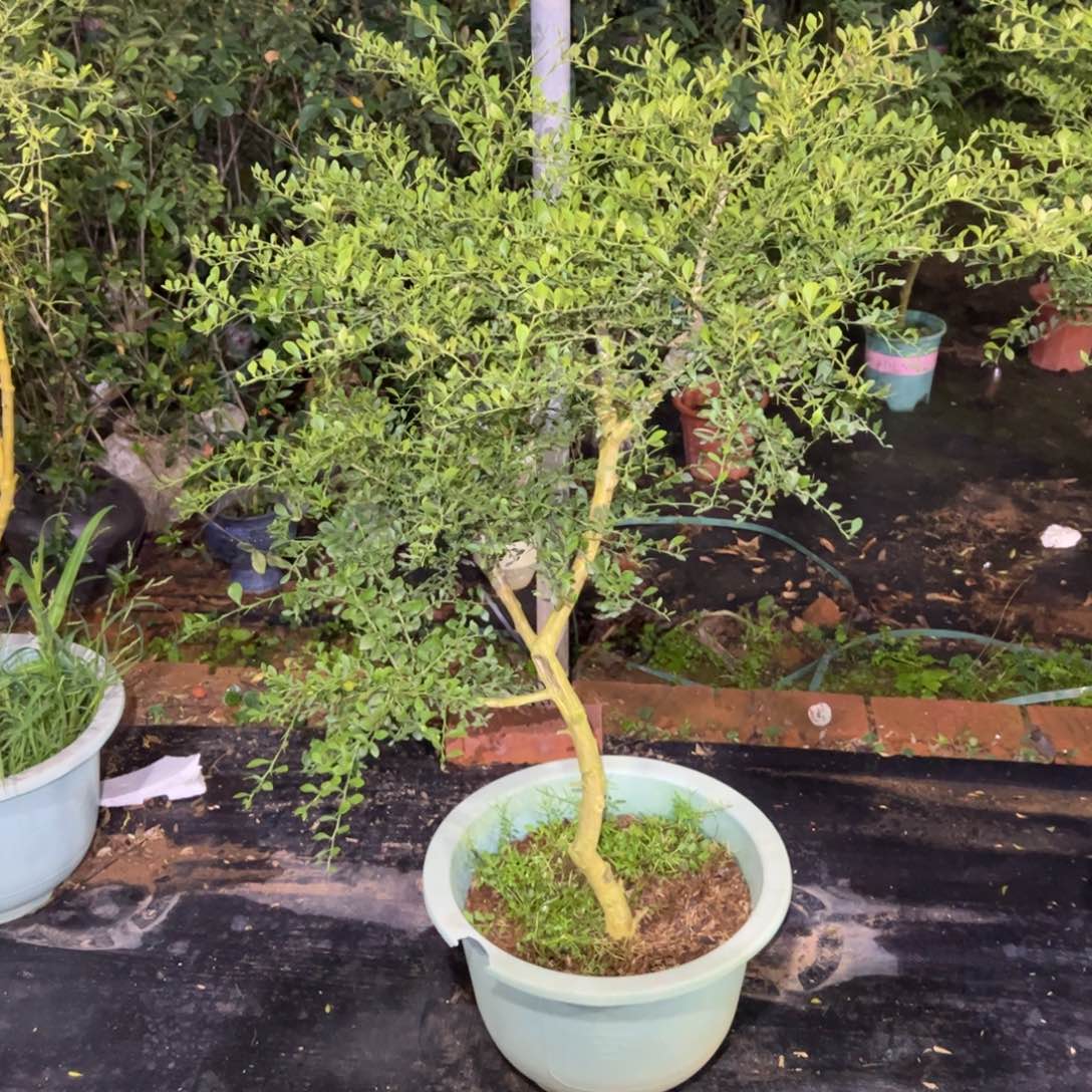 绿植盆栽植物花卉