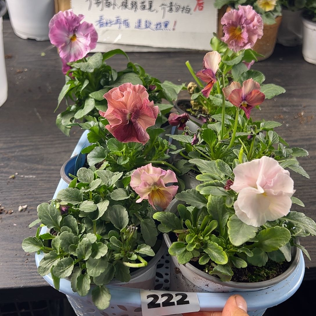 大部分花苞少量开放222号