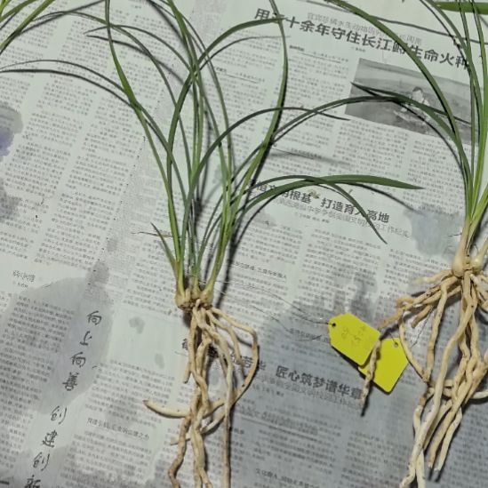 完全开放龙字三苗