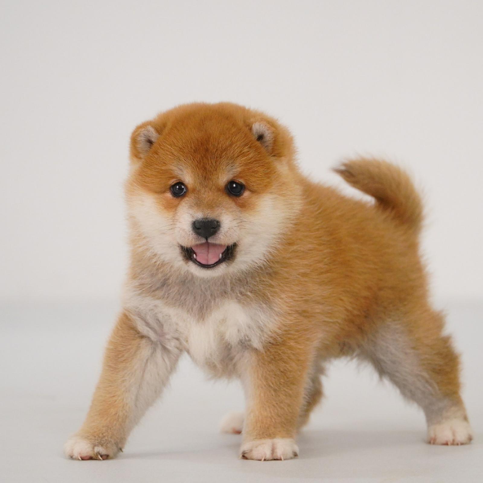 【预定非全款】柴犬赤色母活体狗狗幼犬1406纯种双血统家庭宠物