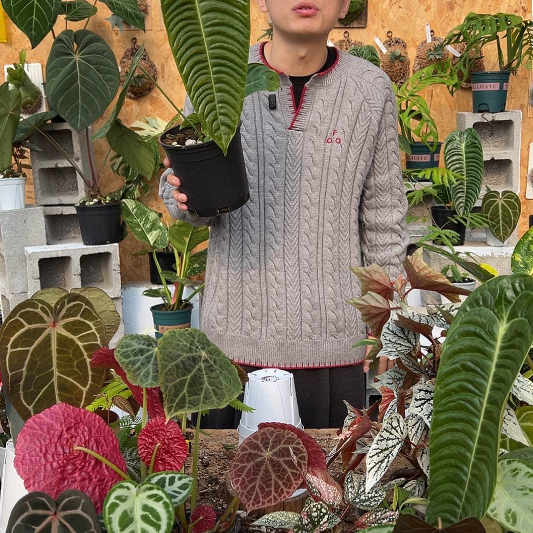 完全开放C20火鹤王花烛