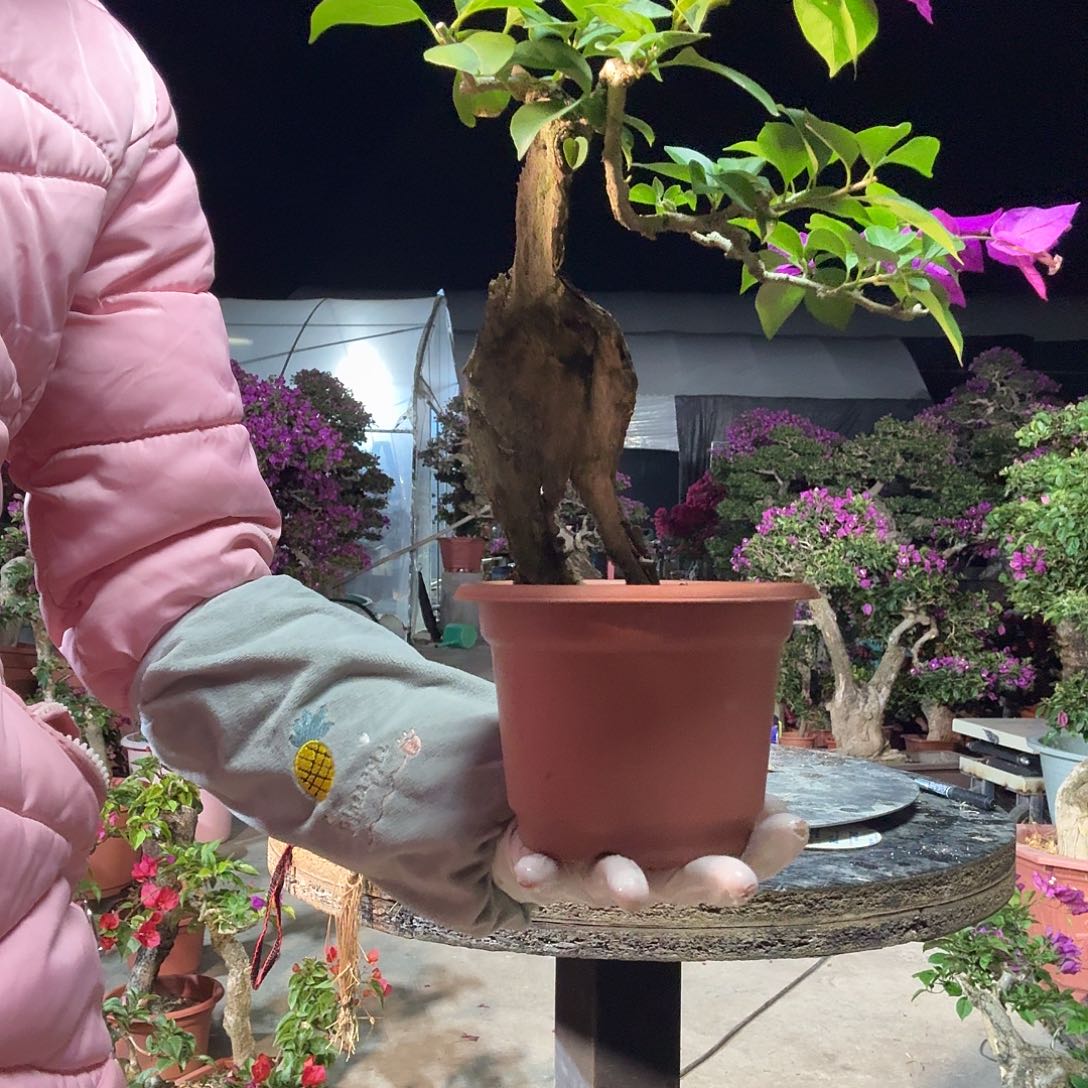 ****者无花朵小叶紫三角梅