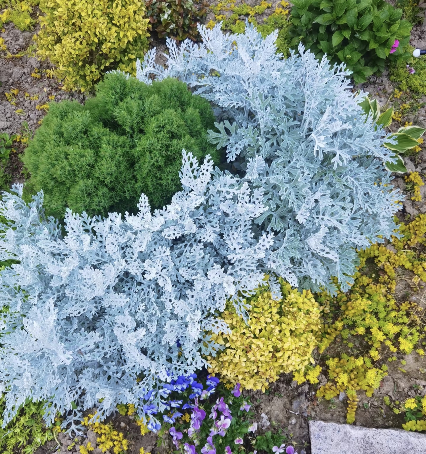[银叶菊] 11cm盆 银蓝色植物四季常青耐寒雪叶菊盆栽庭院花园