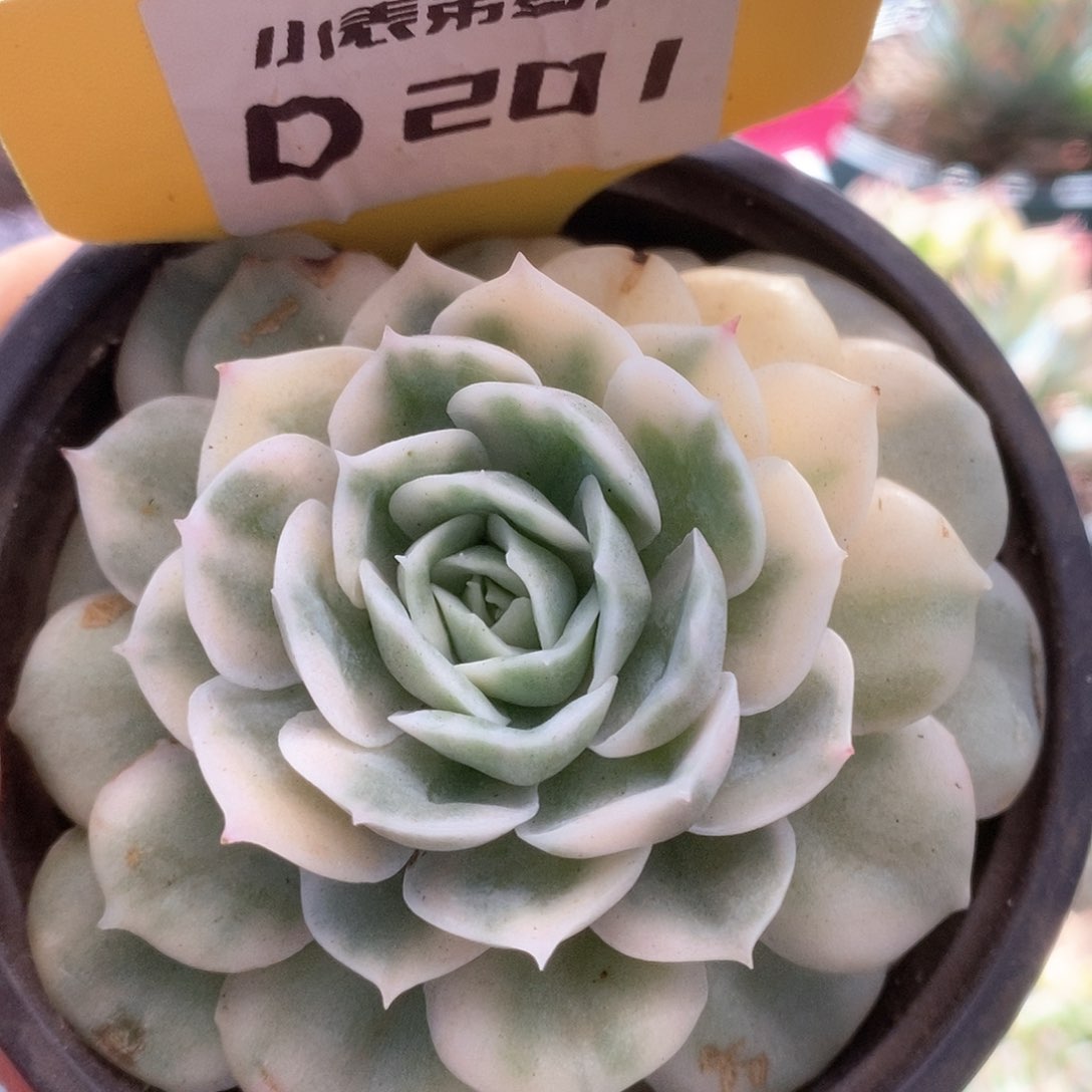 D201锦锦锦锦锦锦锦