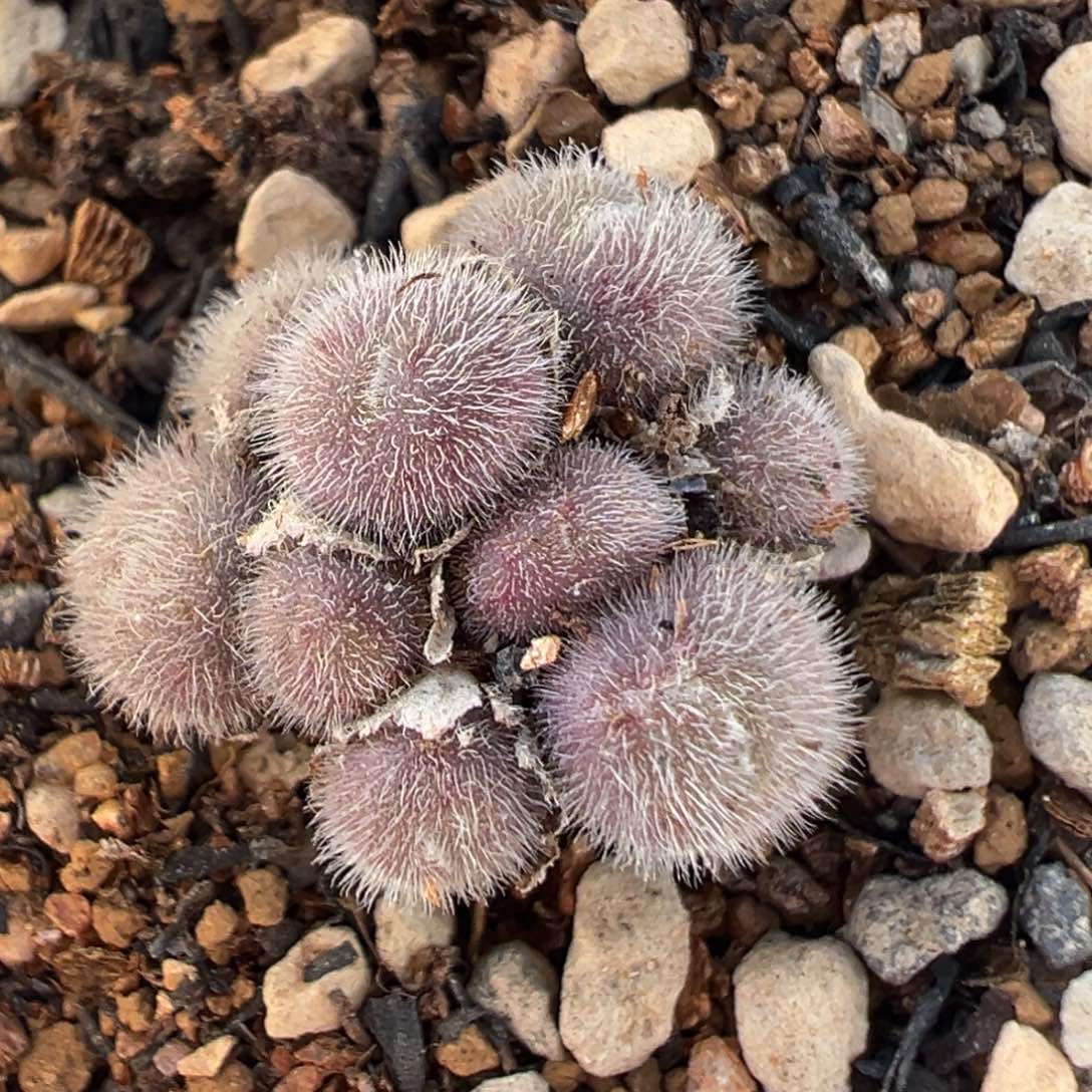 136多肉植物百科植物