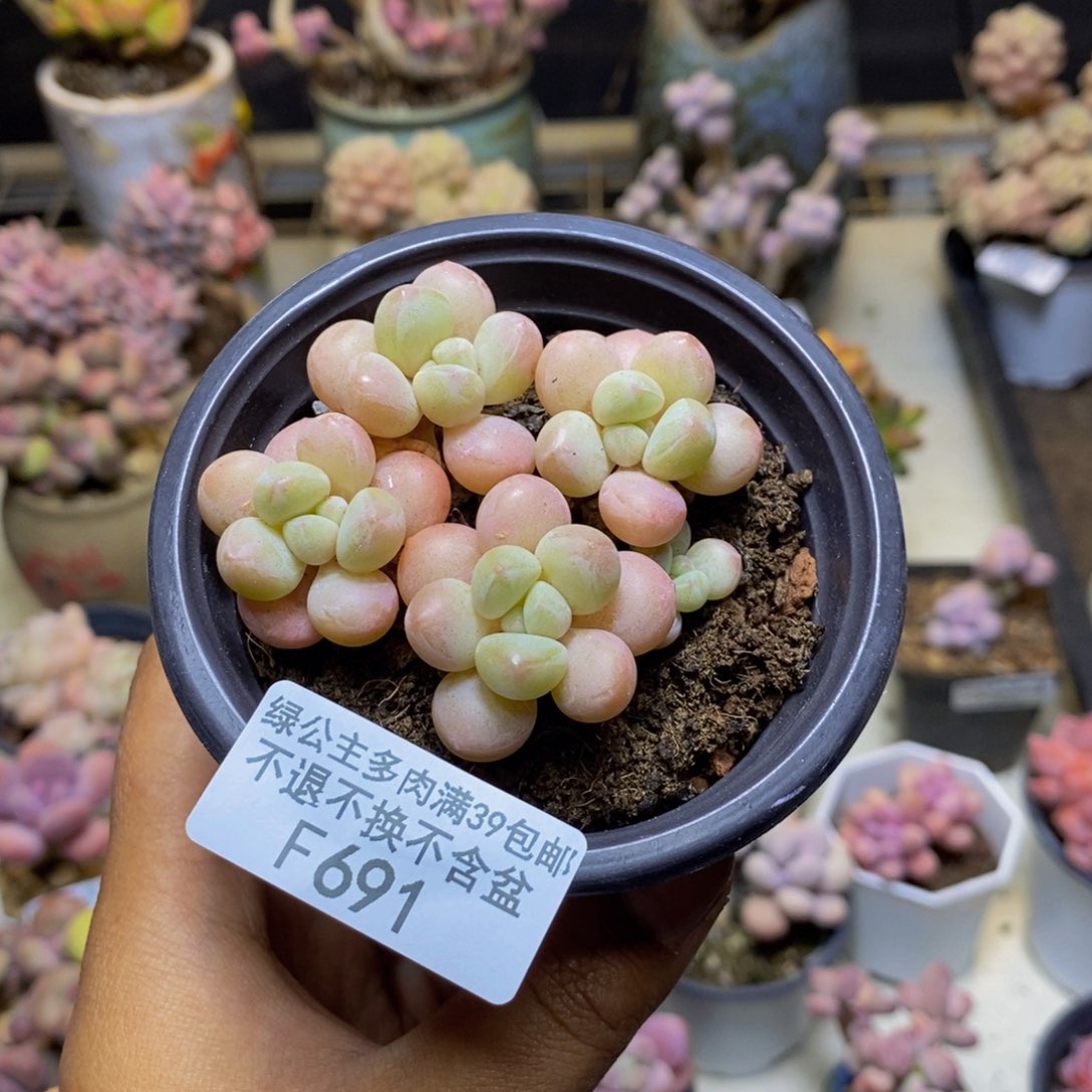 691萤火虫多肉6cm