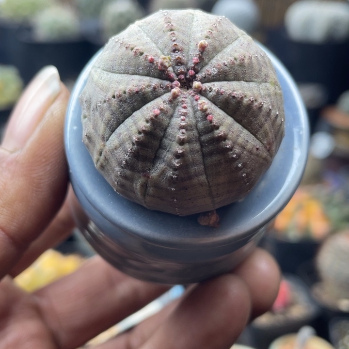 自根欧布不含盆一颗包邮