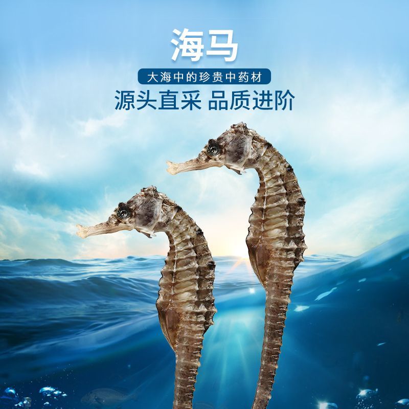 7-9cm海干货公母用于泡酒煲汤搭配田七做汤料