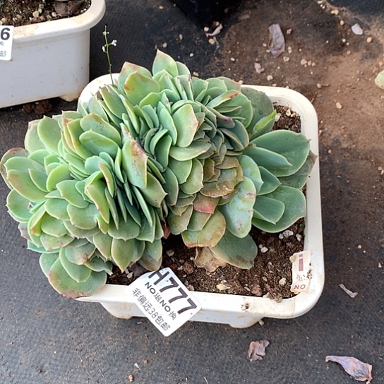 流***火白玉兰缀化777 亏本处理退款拉黑7-8天发货