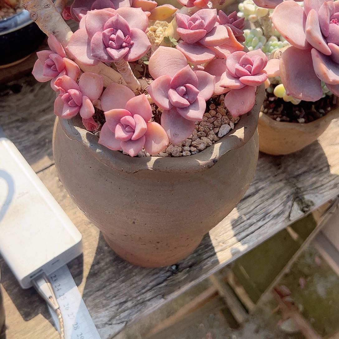 安彩虹糖多肉植物脱土