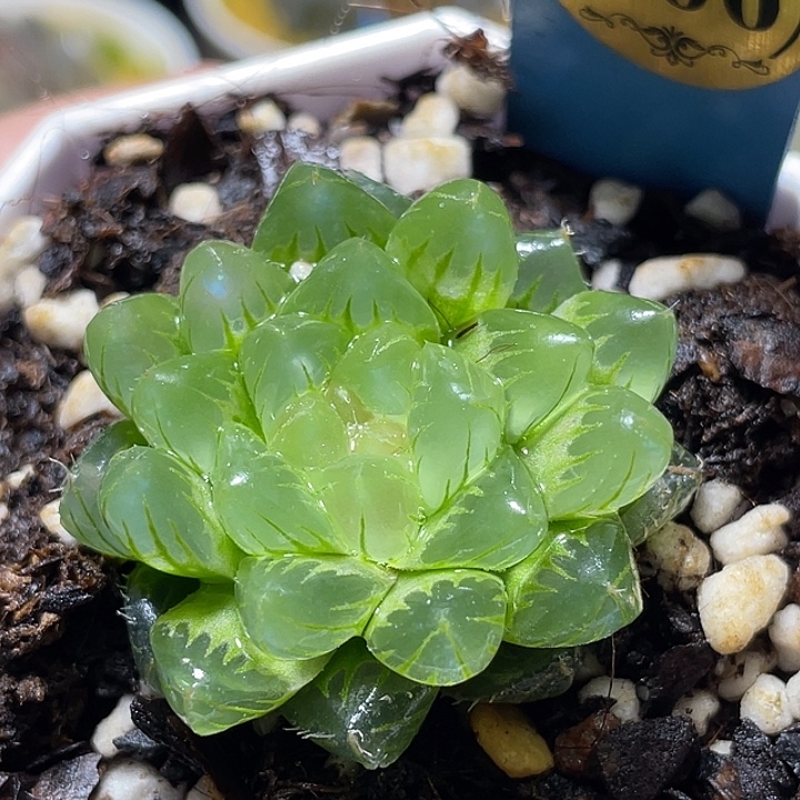 566冰川玉露福利一物