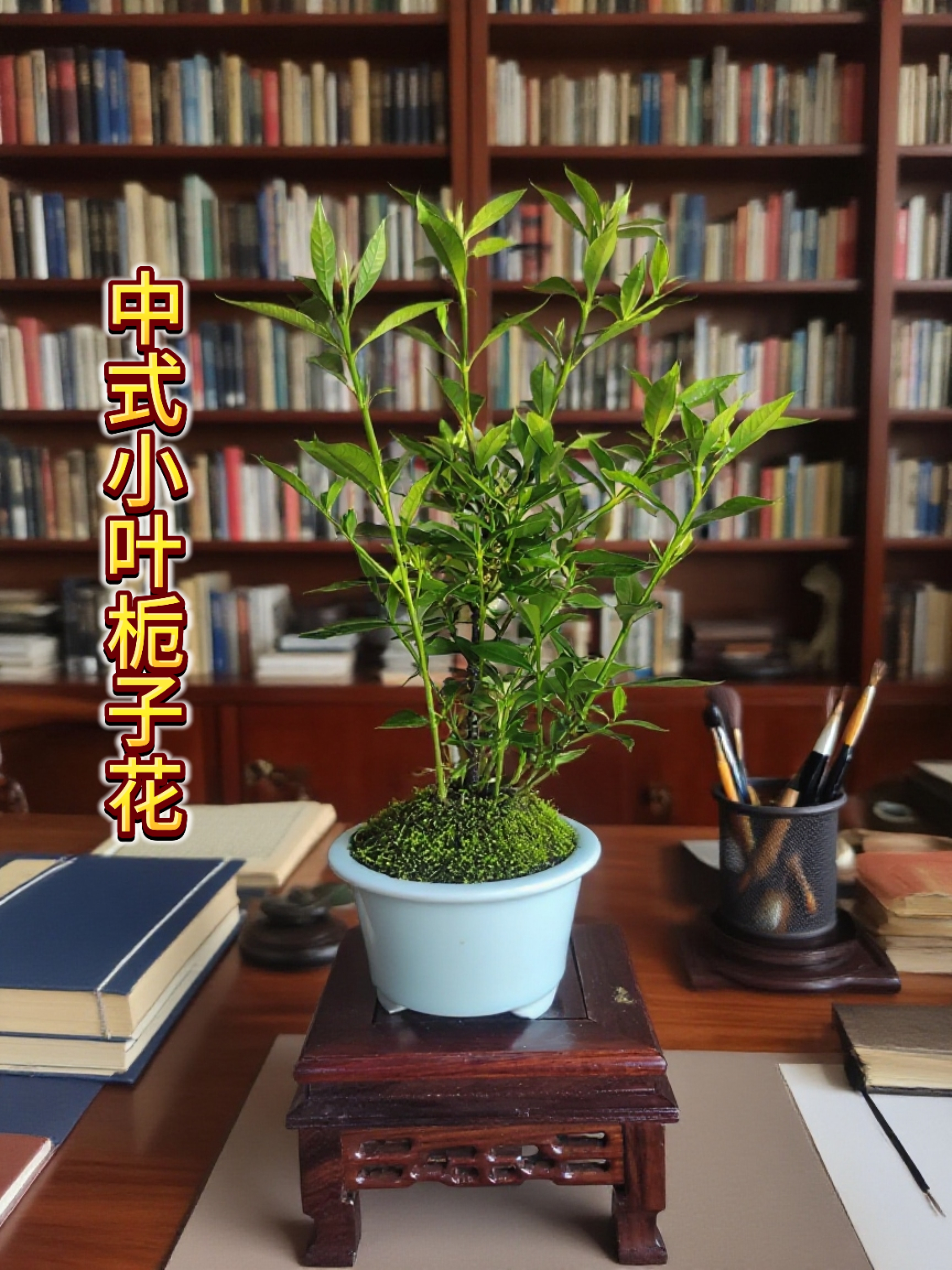 小叶栀子花盆栽室内好养带花苞开花四季植物适合办公室桌面