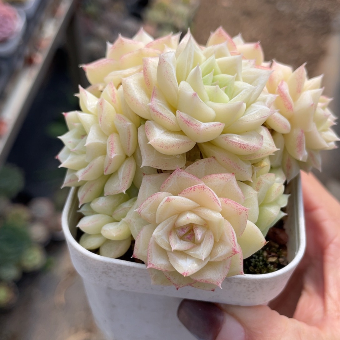 白天鹅麦杆精品1017z