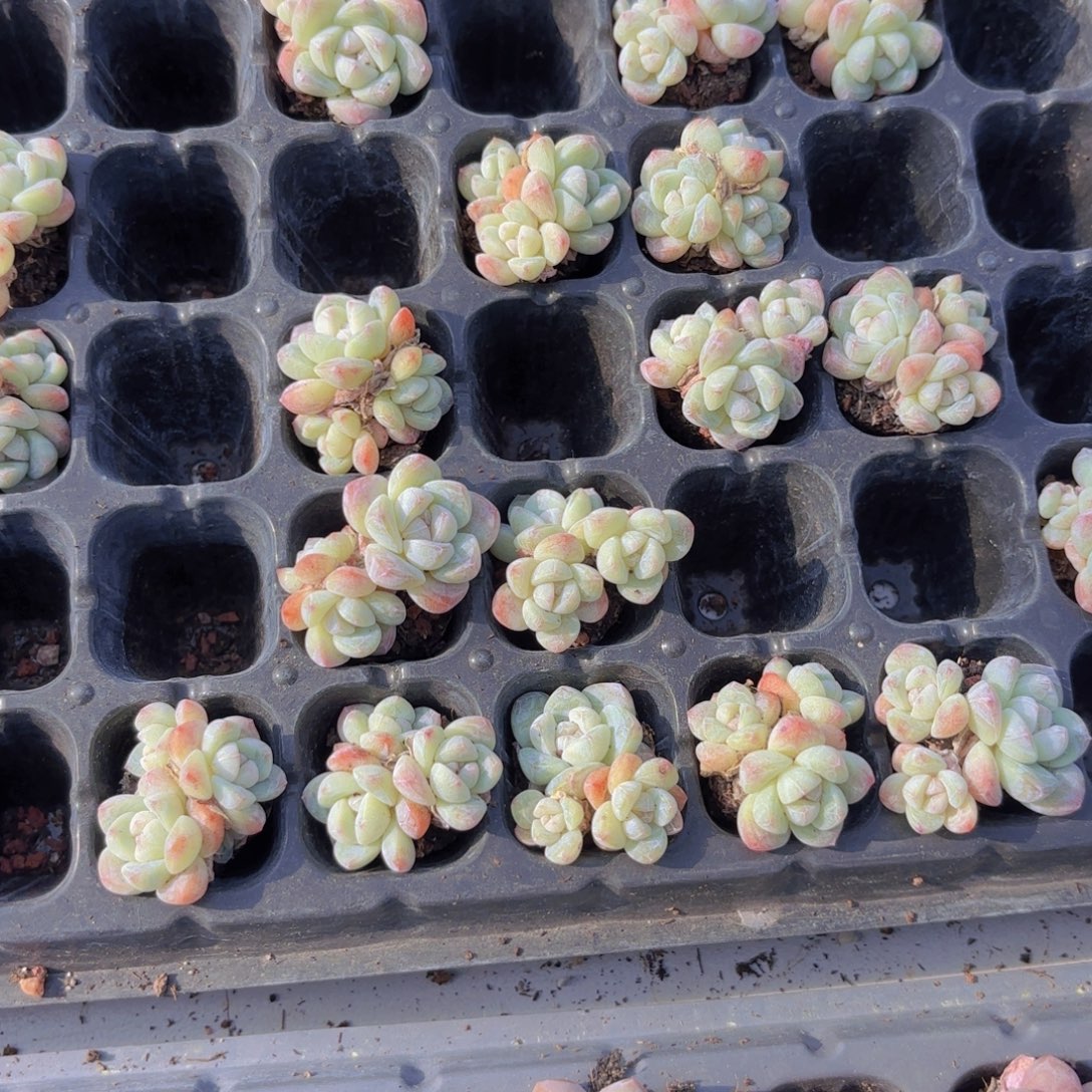 冰玉三头一颗量拍1111