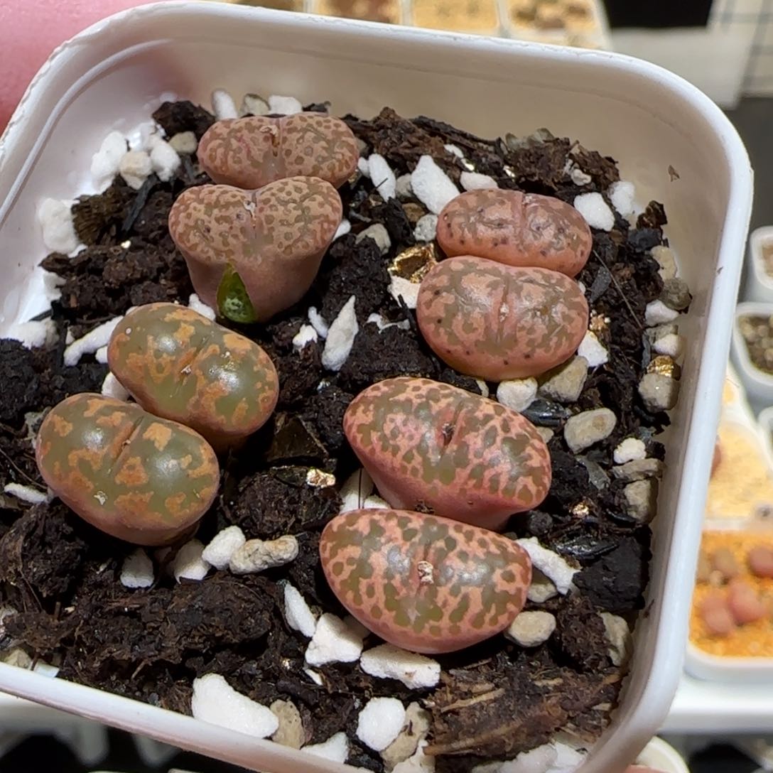 肉锥多肉植物百科25-组合勋章806一盆