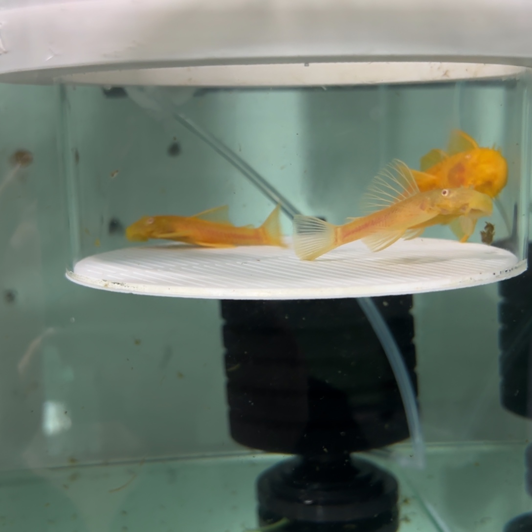 明***天清道夫鱼黄金胡子种鱼一组，中通