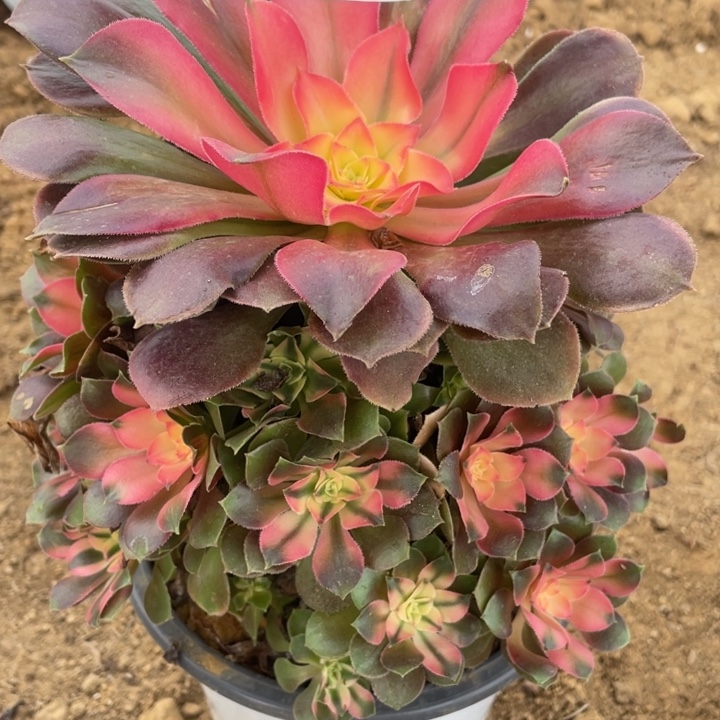 无花朵057多肉植物香妃