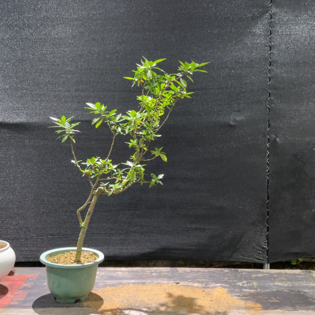 无花朵海岛栀子花茶桌飘枝