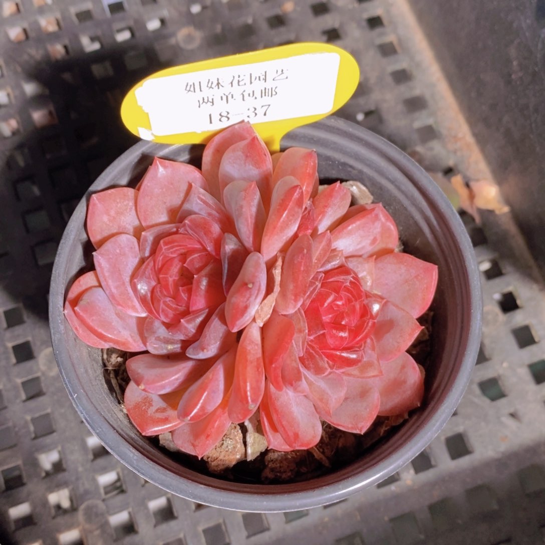 18-37-母本钻石珍妮红琥珀双头一个