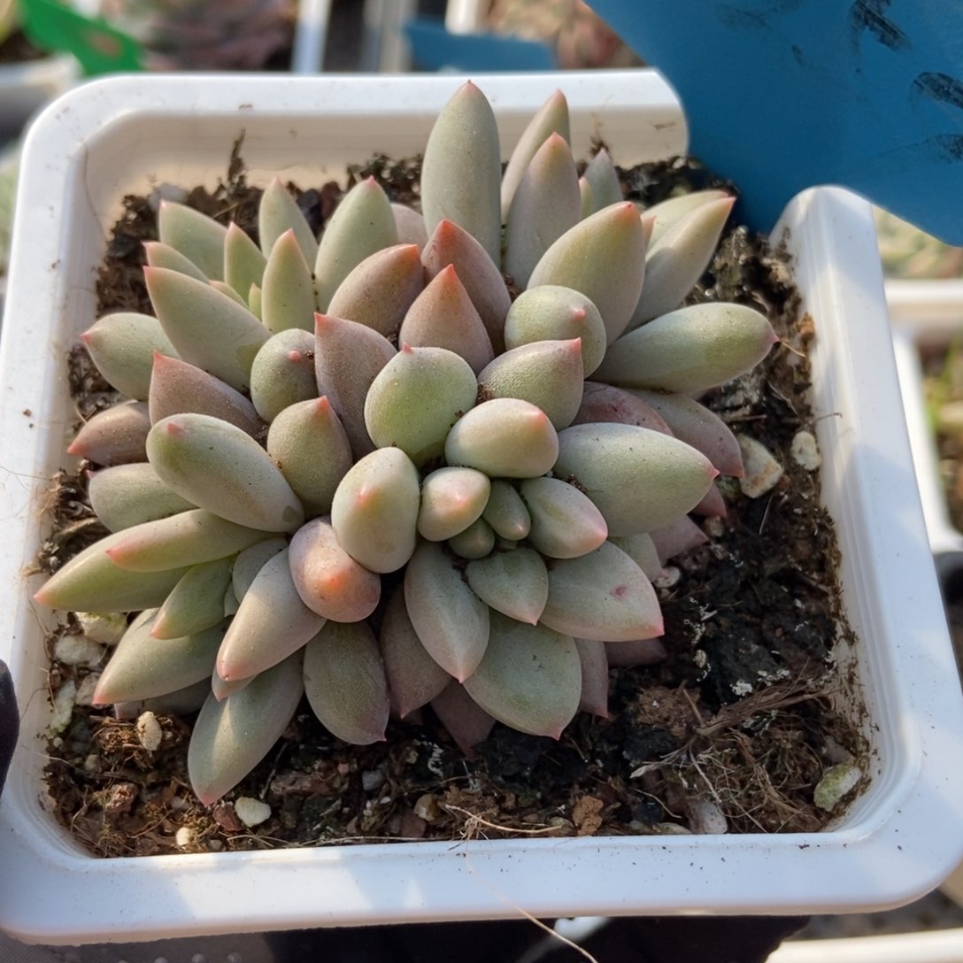 7259车厘unsourced多肉