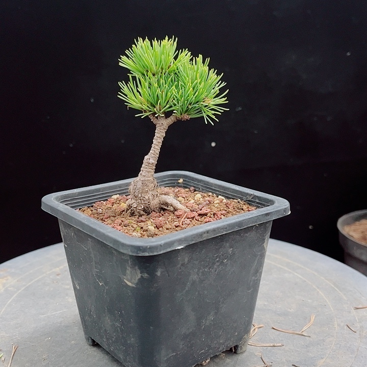 阿***花无花朵福娘五针松