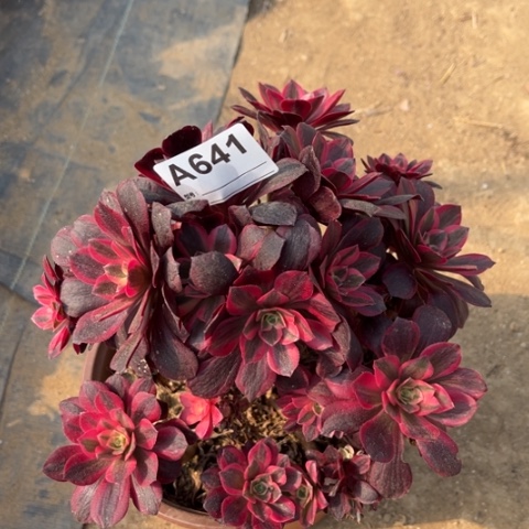 多肉植物凤冠老桩