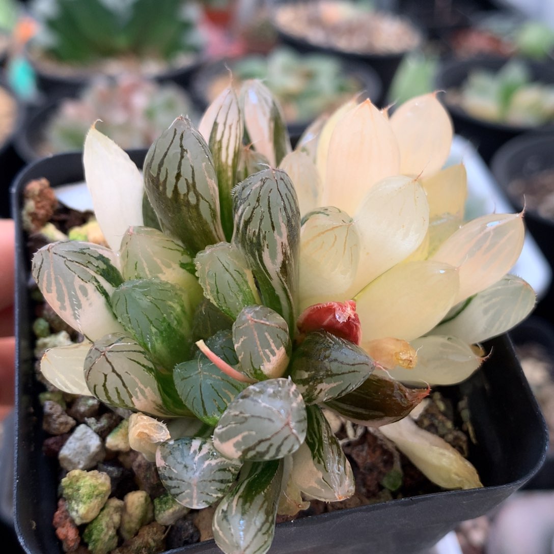 胭脂玉露锦，带盆