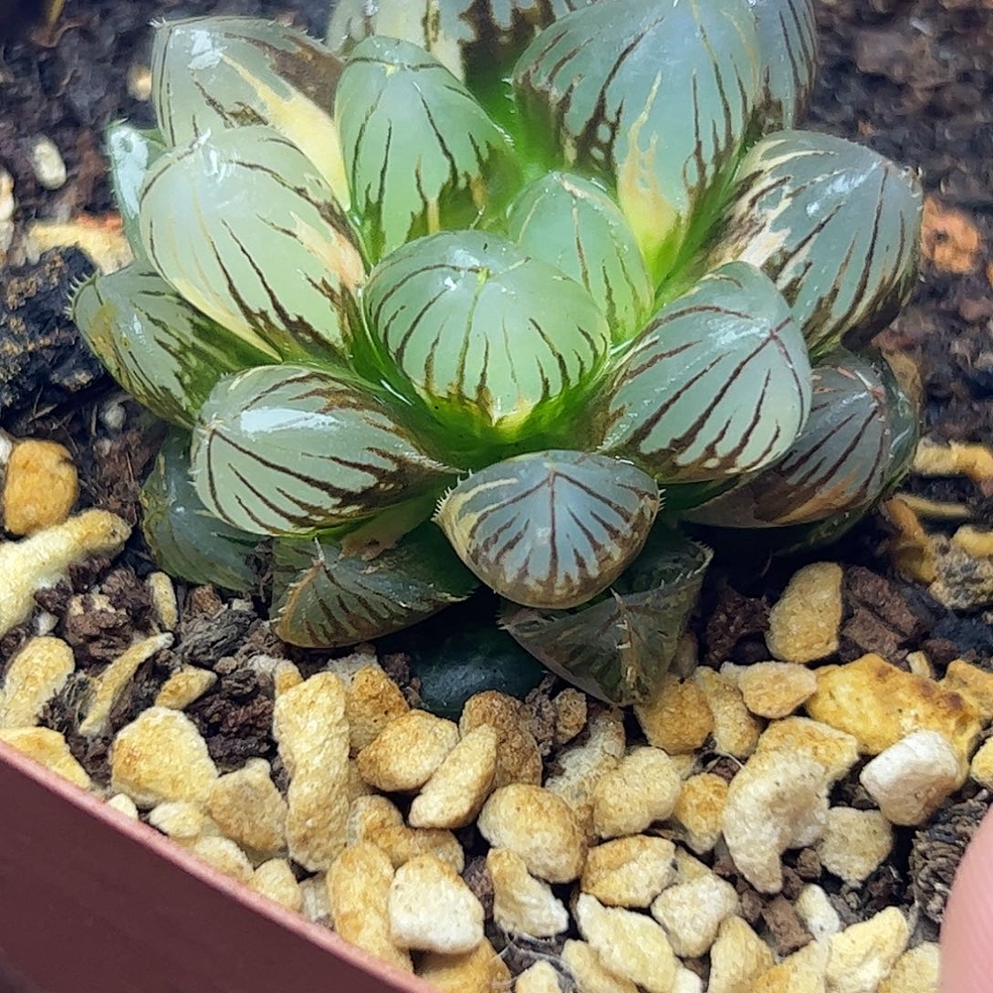 霓虹灯锦十二卷多肉植物