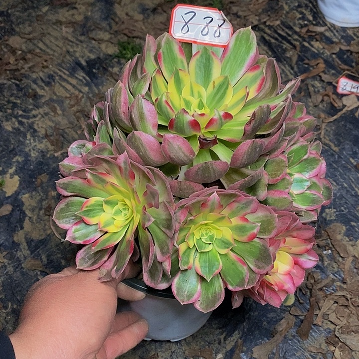 玉芙蓉老桩捧花888号