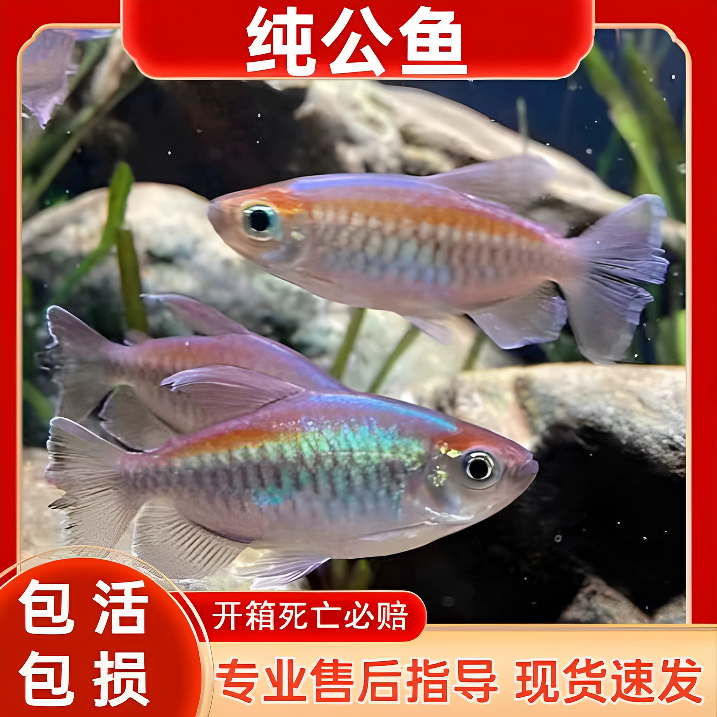 刚果美人热带观赏鱼电光美人石美人淡水草缸群游鱼扯旗鱼新手活体