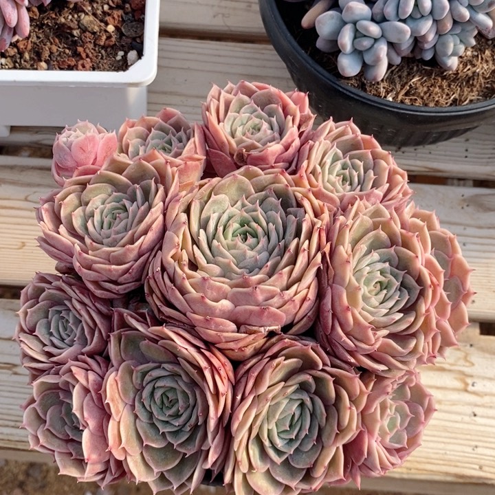 44444昂斯诺h h j p 666