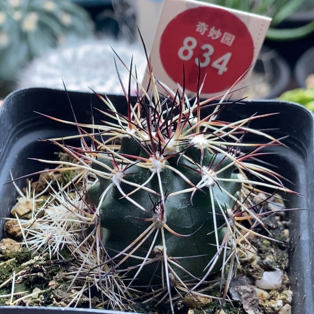 实生狂刺达氏青花虾3.5cm