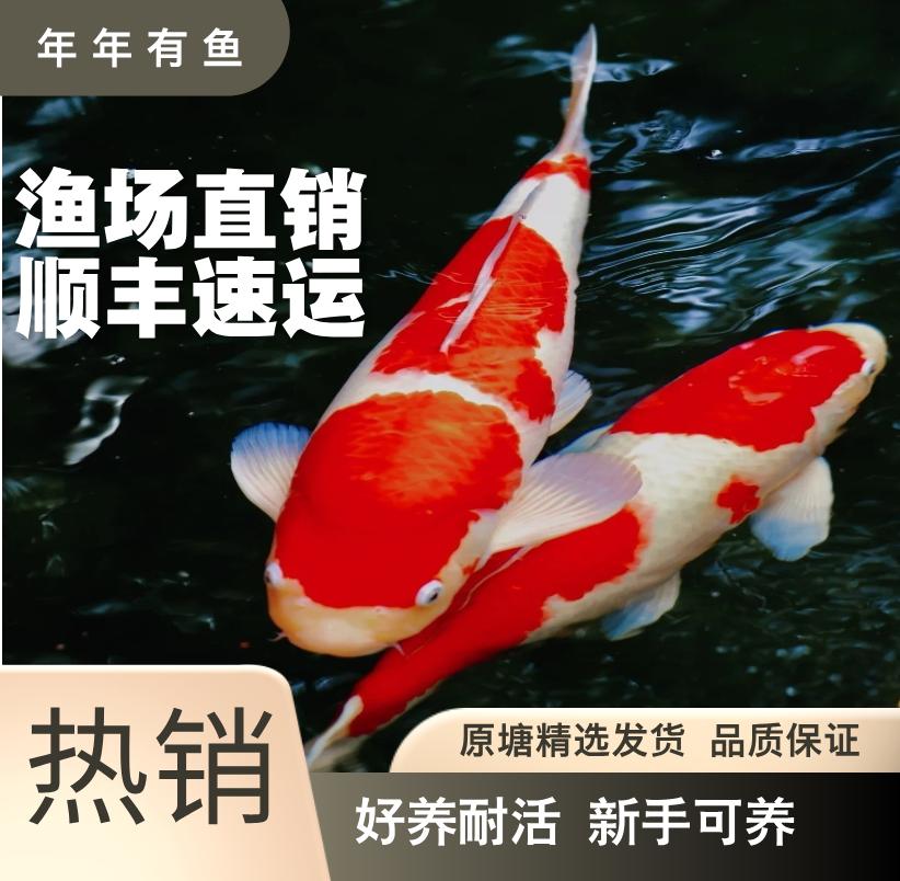 24-28锦鲤活鱼观赏鱼丹顶红白大正三色白写黄金冷水精选纯种锦鲤