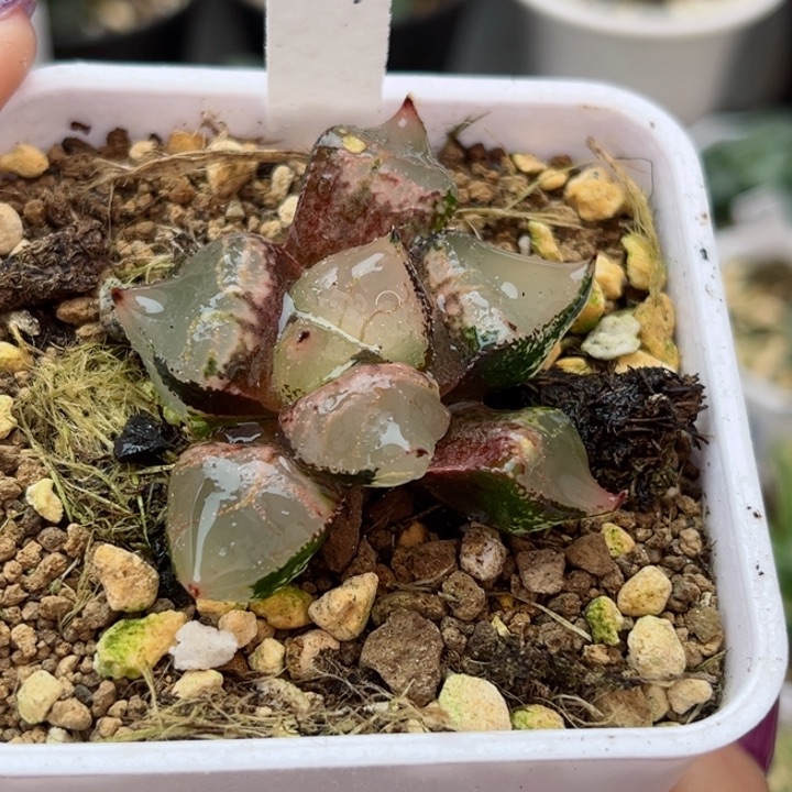 499冰皇哈哈哈哈哈哈